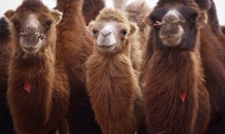 Camel, o culoare sinonimă cu candoarea